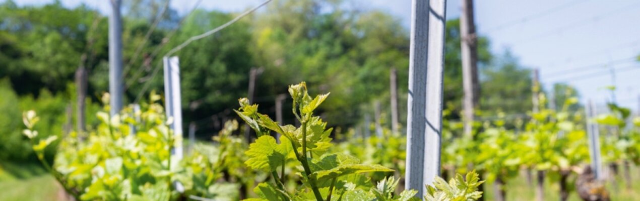 Saisonale-Weinempfehlungen-2026--Fr-hling--Sommer--Herbst-und-Winter-im-Takt-der-Natur