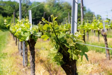 Saisonale-Weinempfehlungen-2026--Fr-hling--Sommer--Herbst-und-Winter-im-Takt-der-Natur